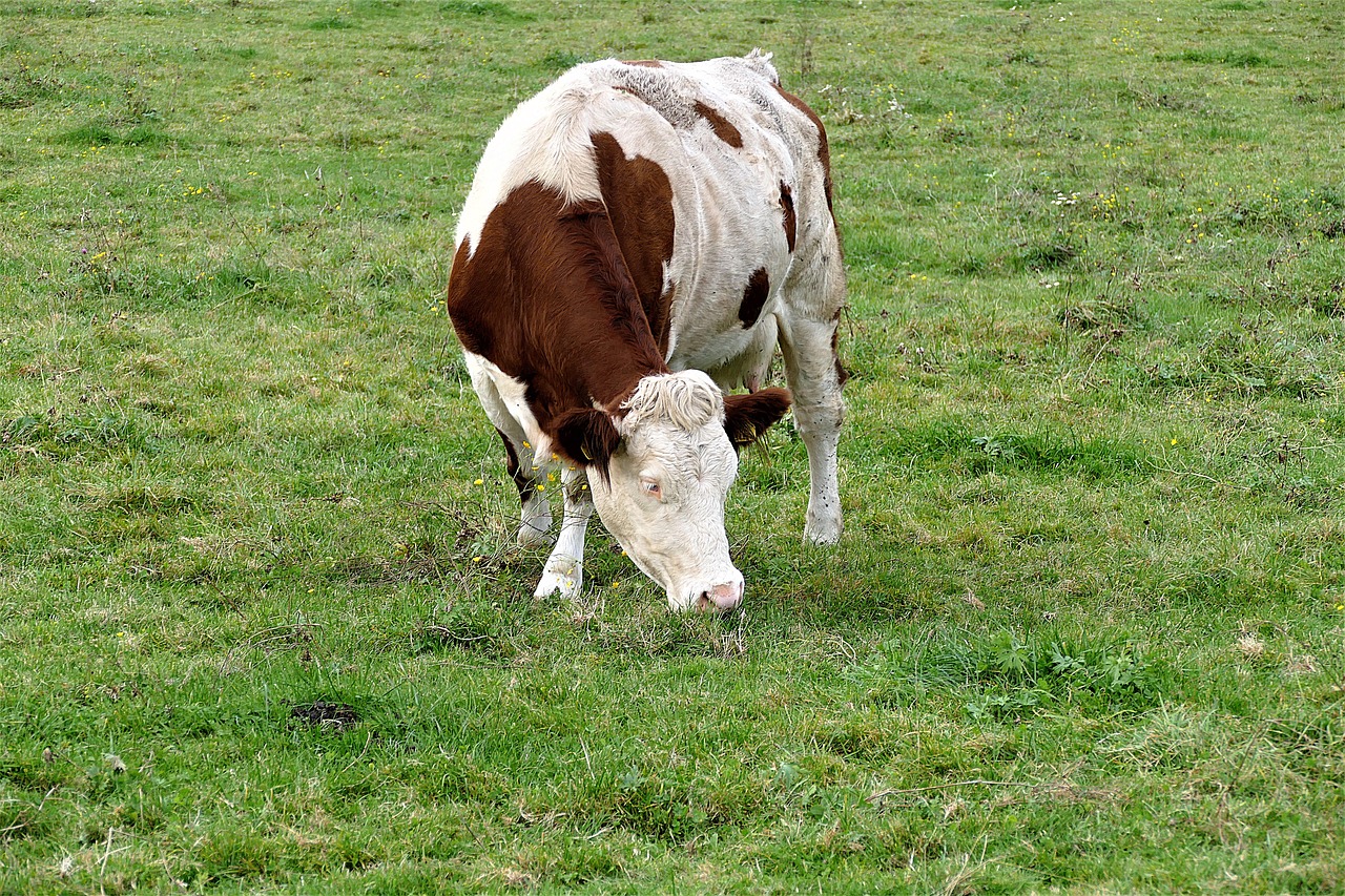 cow grazing meadow free photo