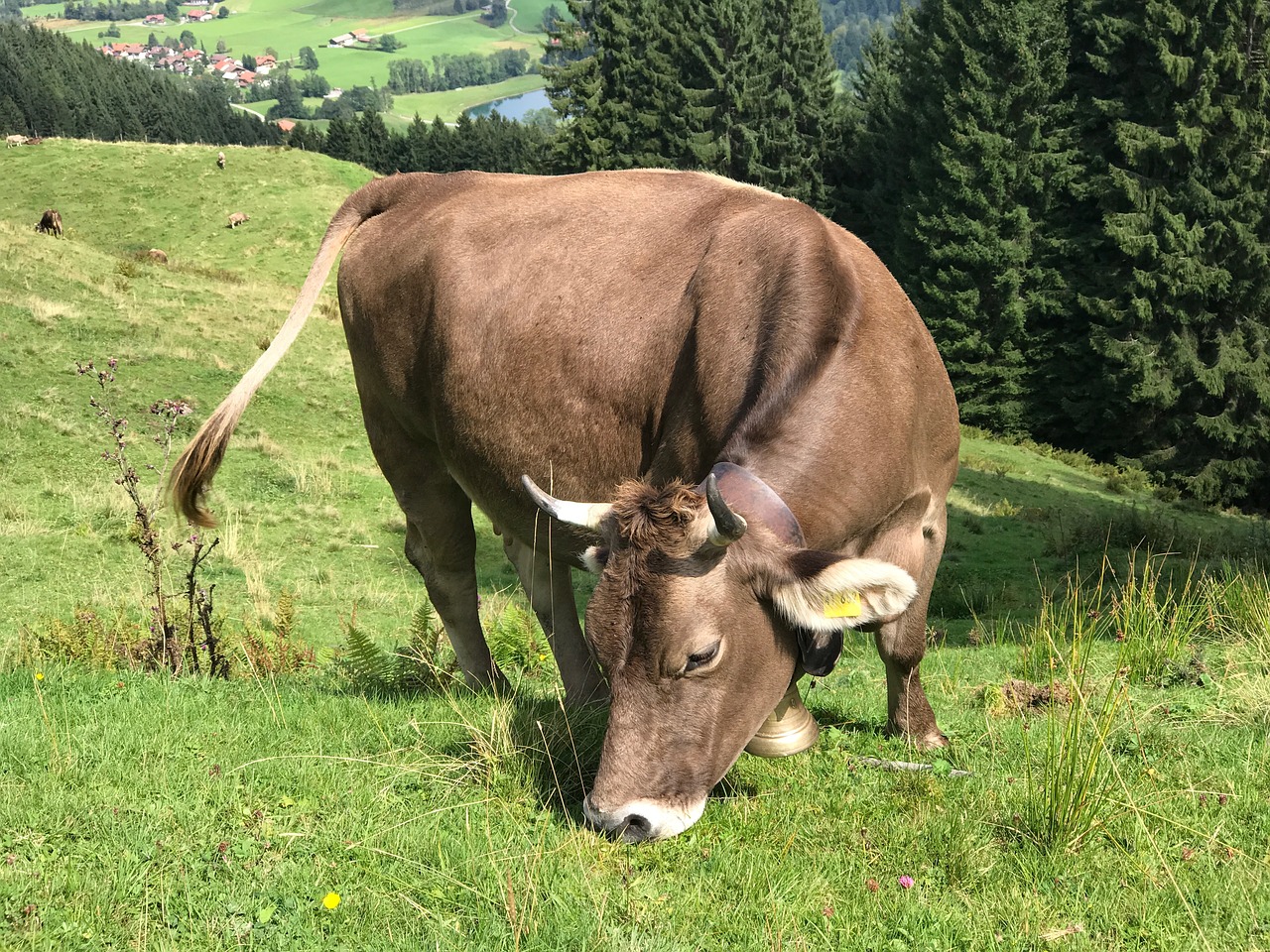 cow allgäu allgäu brown free photo