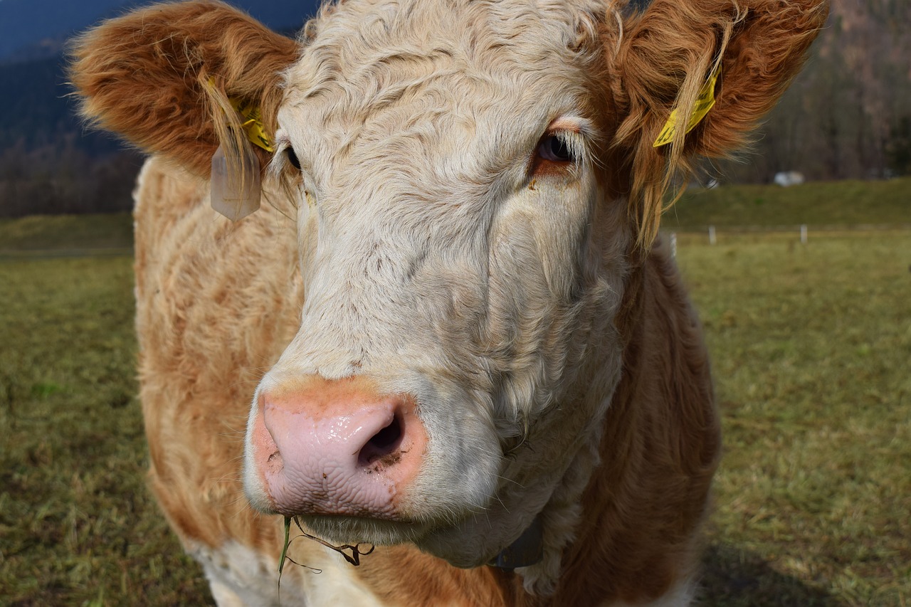 cow light brown eat free photo