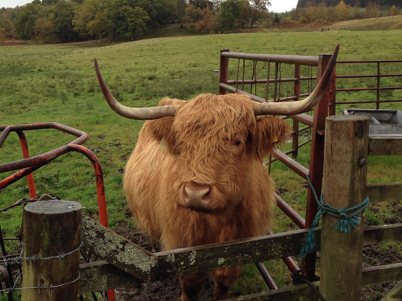 cow scottish highland free photo