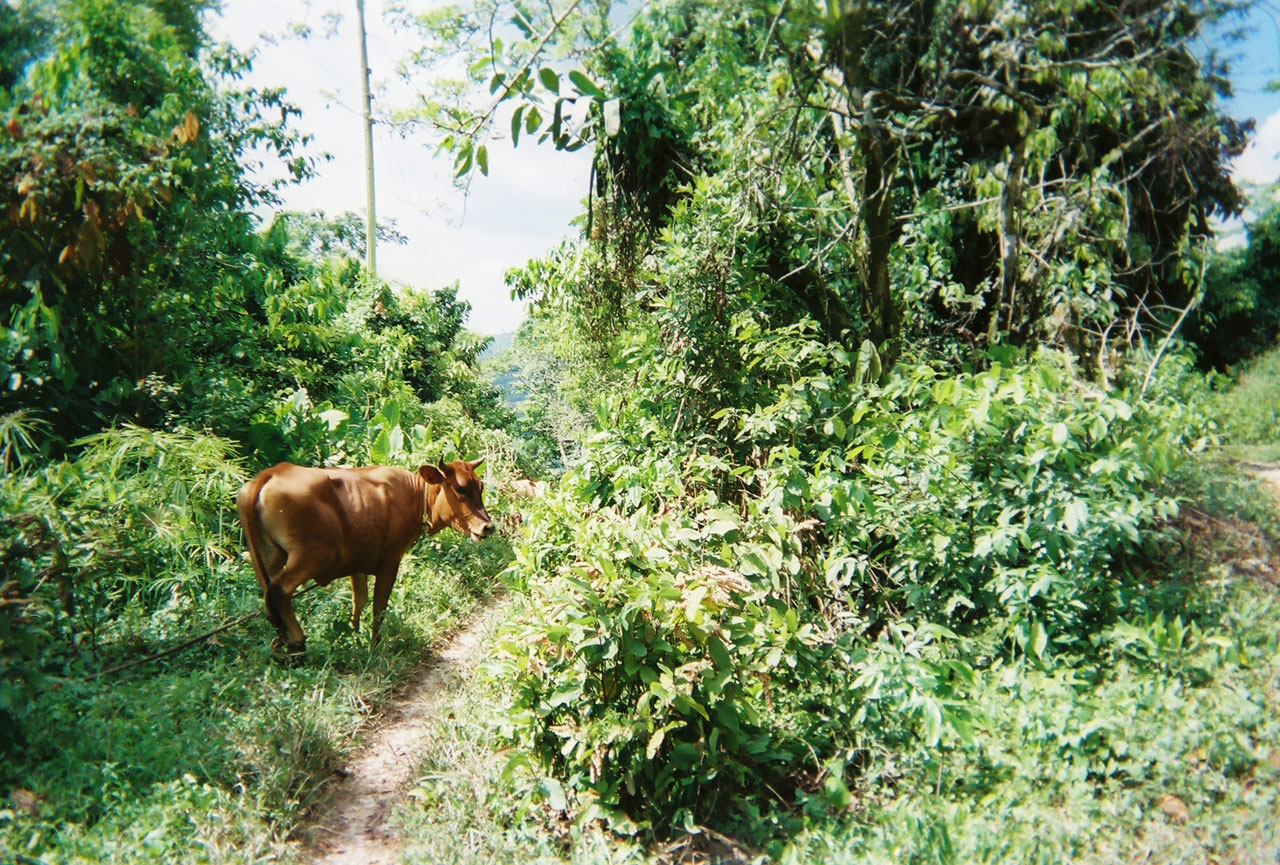 jamaica cow grazing free photo