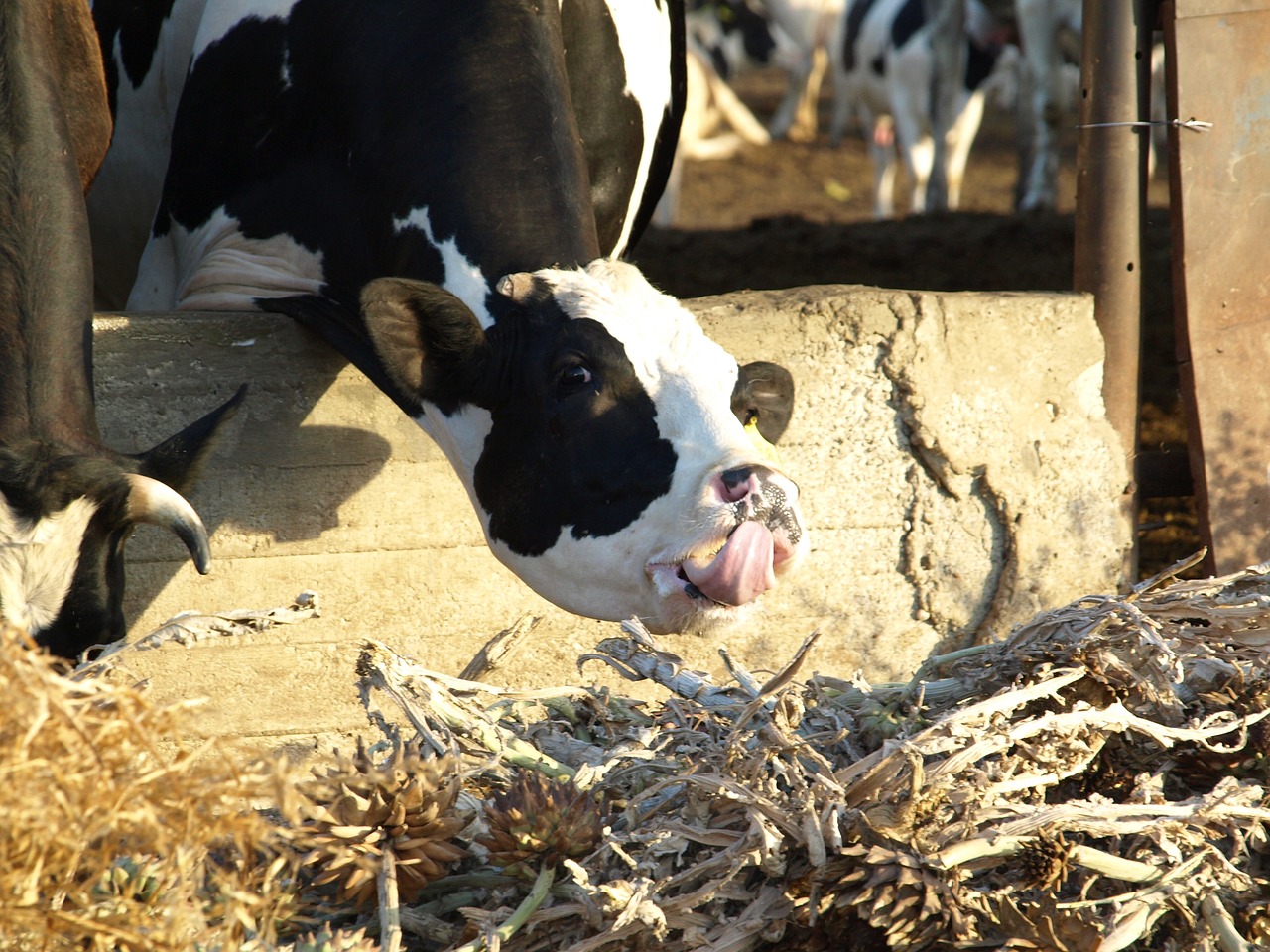 cow animal farm free photo