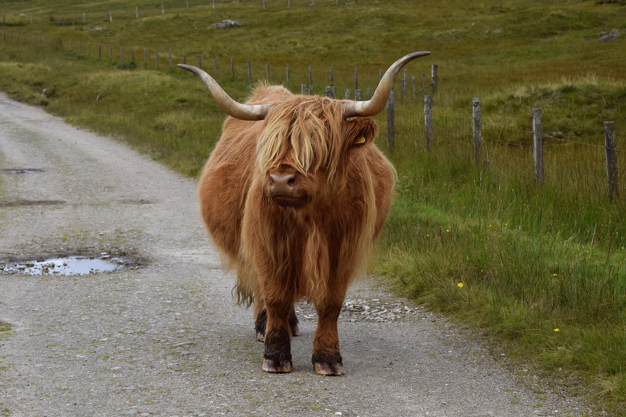 cow scotland animal free photo