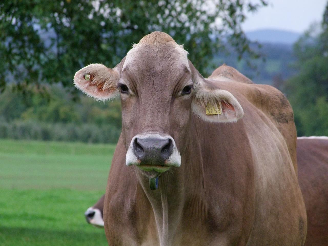 cow alpine switzerland free photo