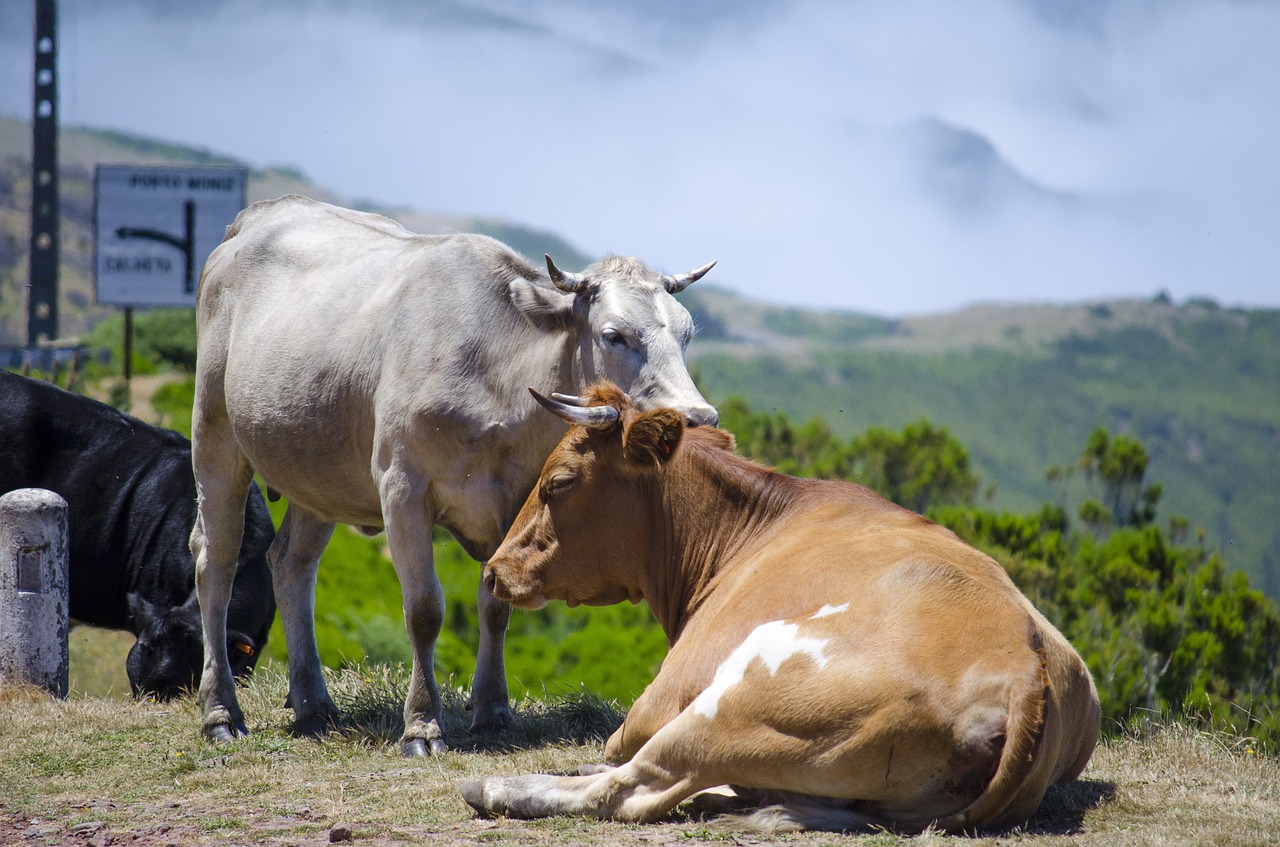 cow animal pasture land free photo