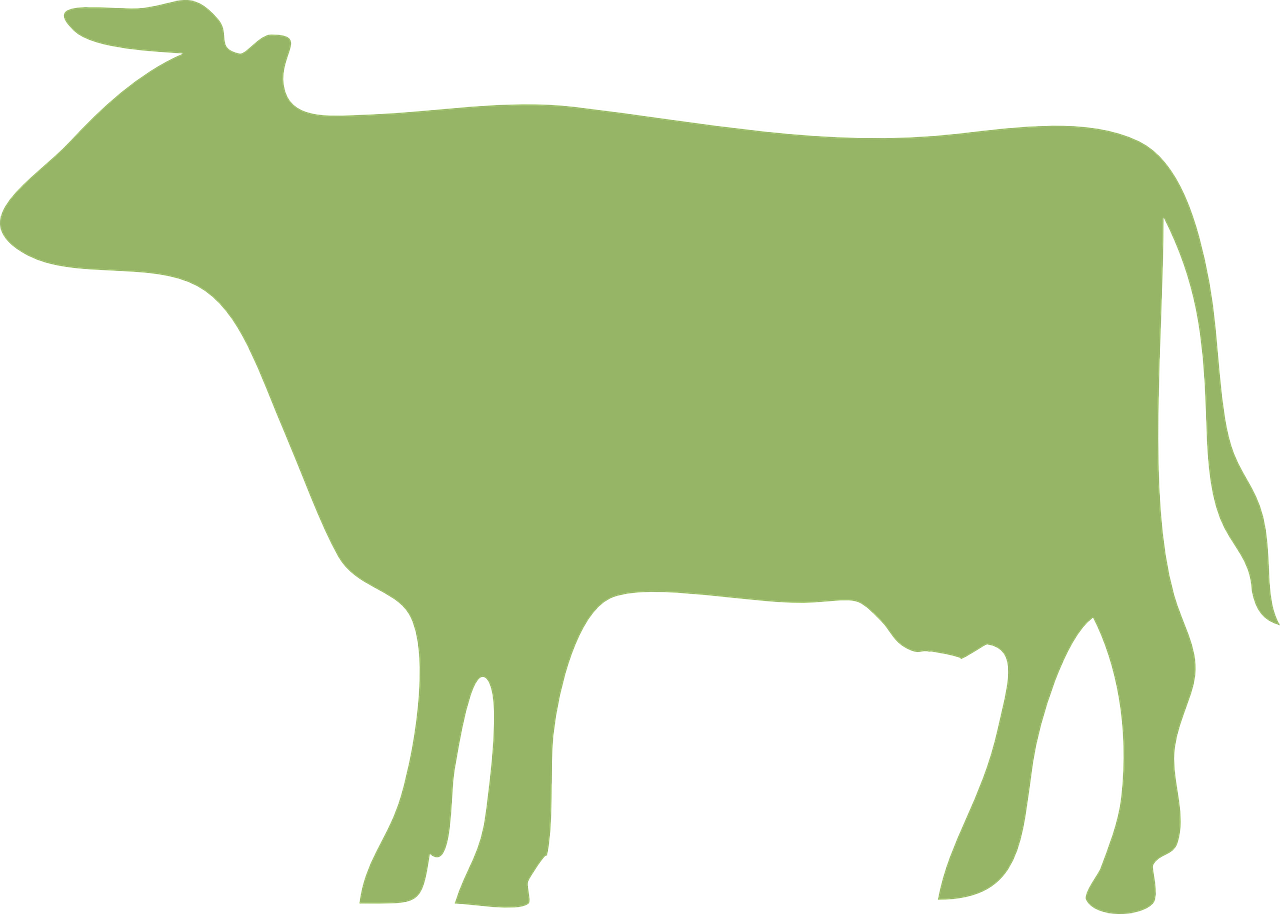cow cattle green free photo