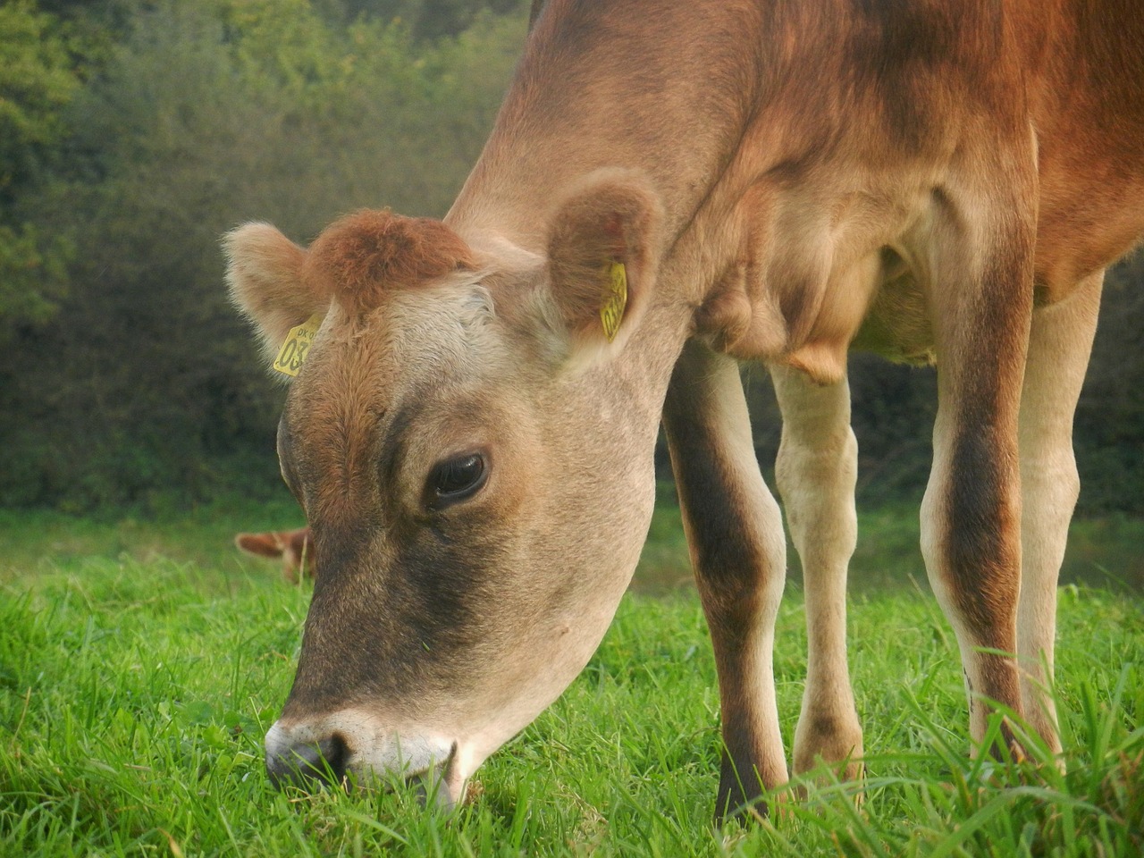 cow pasture farm free photo