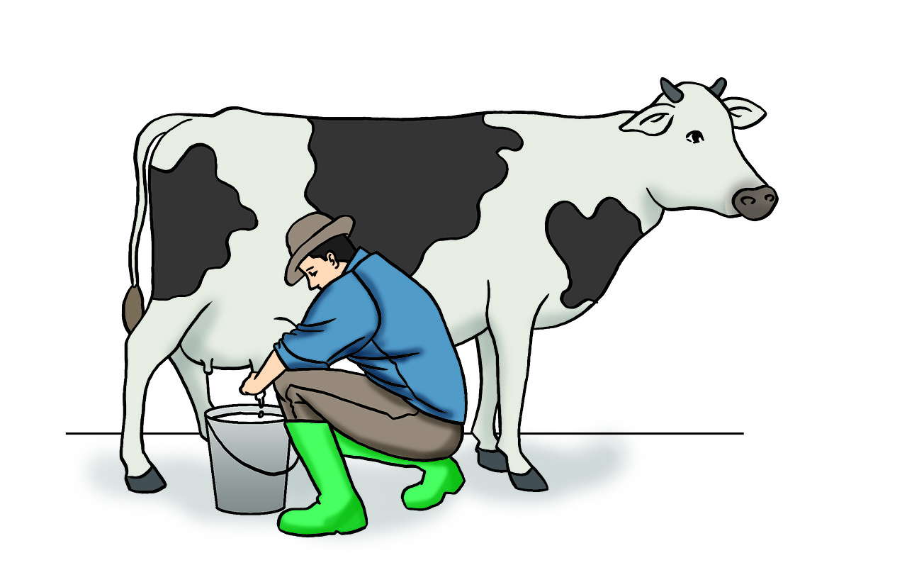 cow milking dairy free photo
