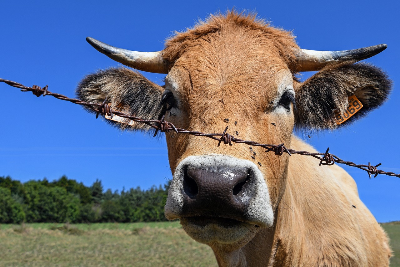 cow barbed head free photo