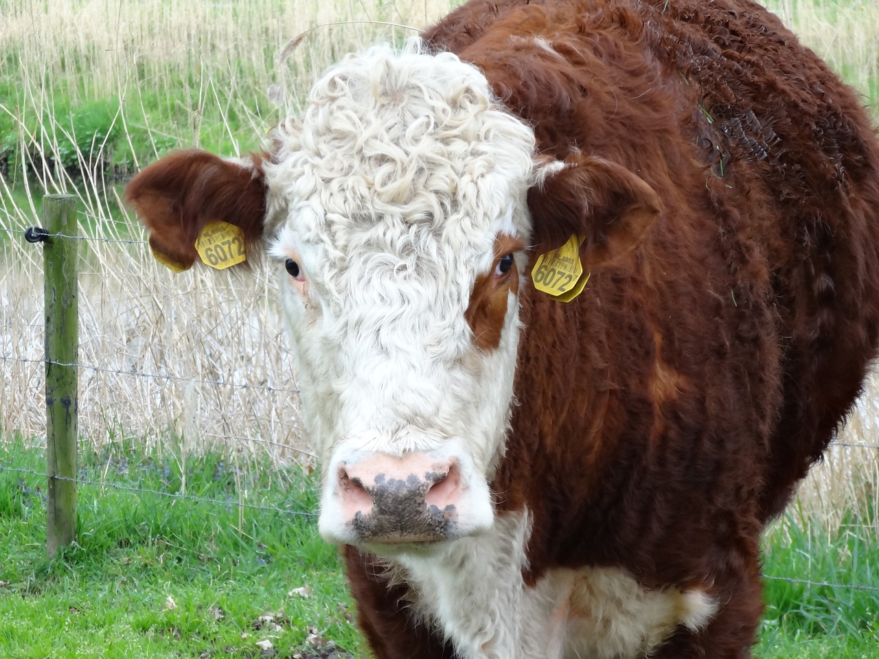 cow nature pasture free photo