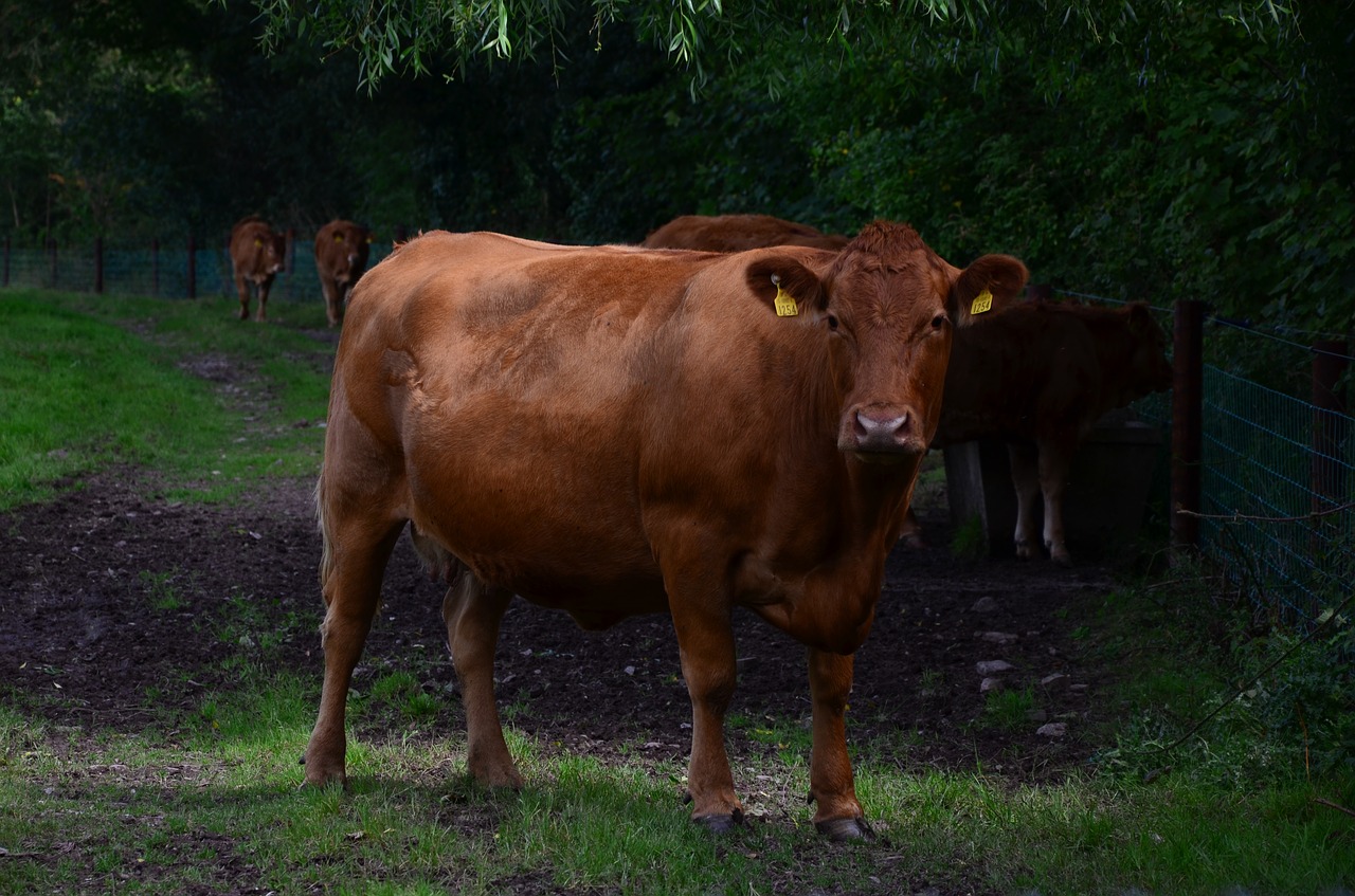 cow mammal agriculture free photo