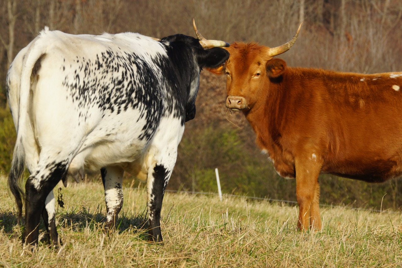 cow cattle mammal free photo