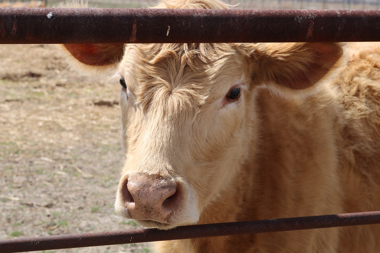 cow agriculture cattle free photo