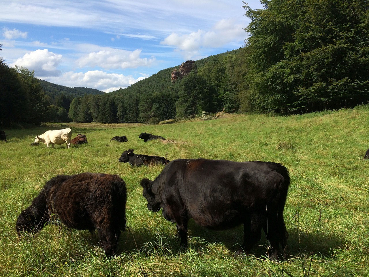 cow cattle meadow free photo