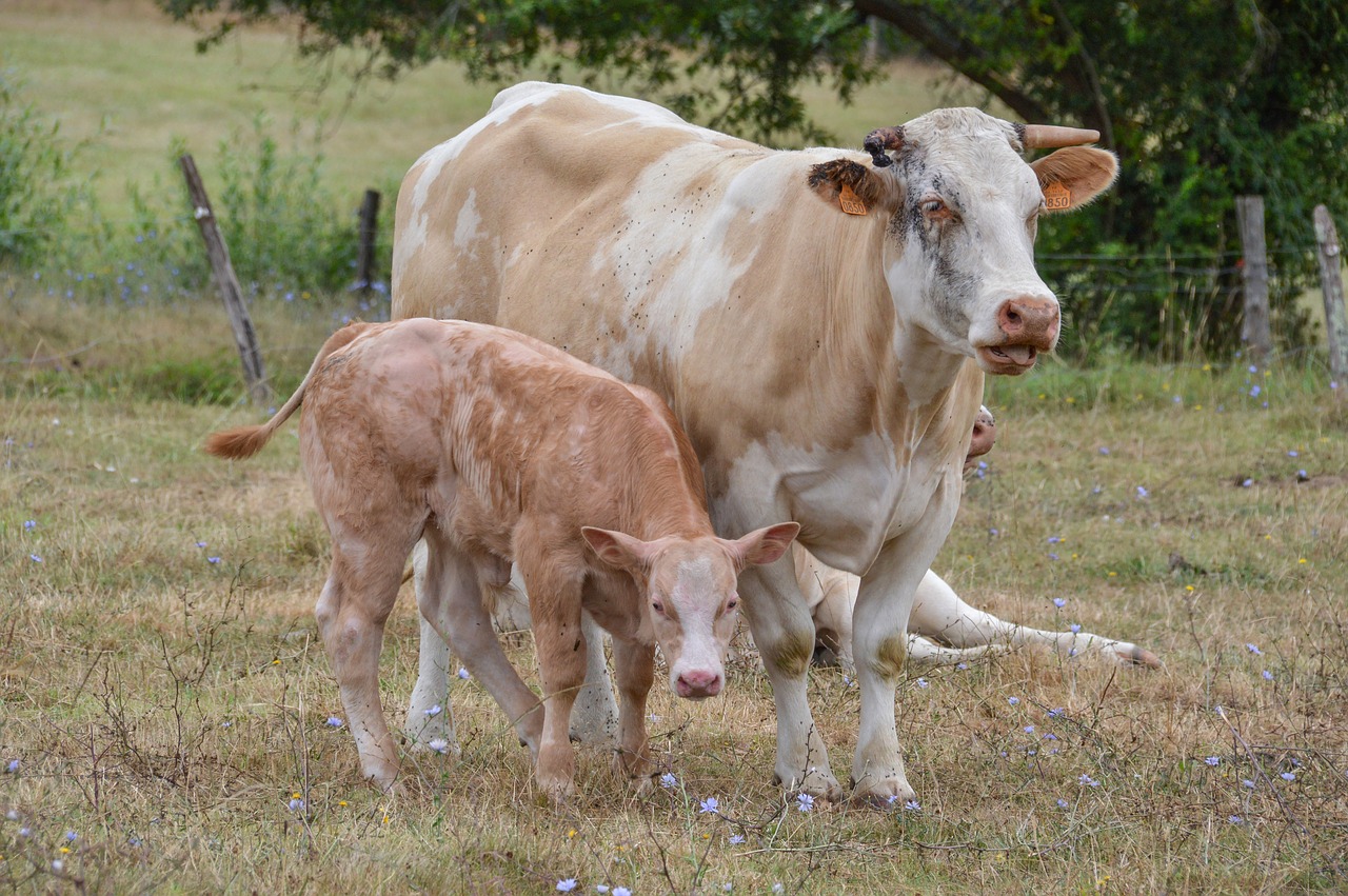 cow agriculture farm free photo