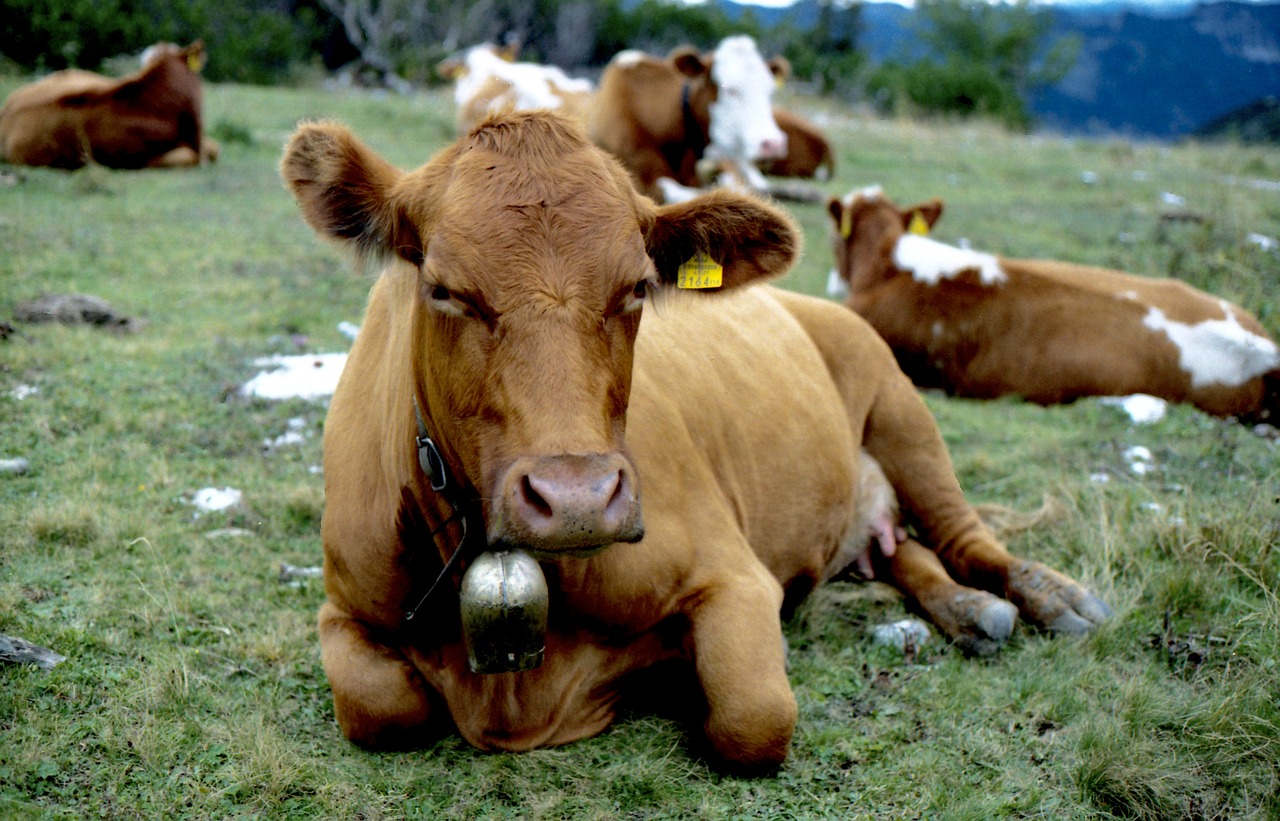 cow cow pasture mammal free photo