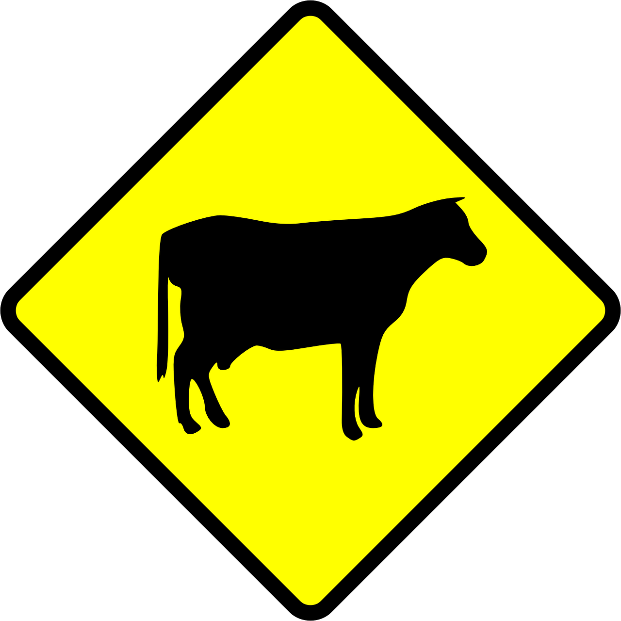 cow crossing cows free photo