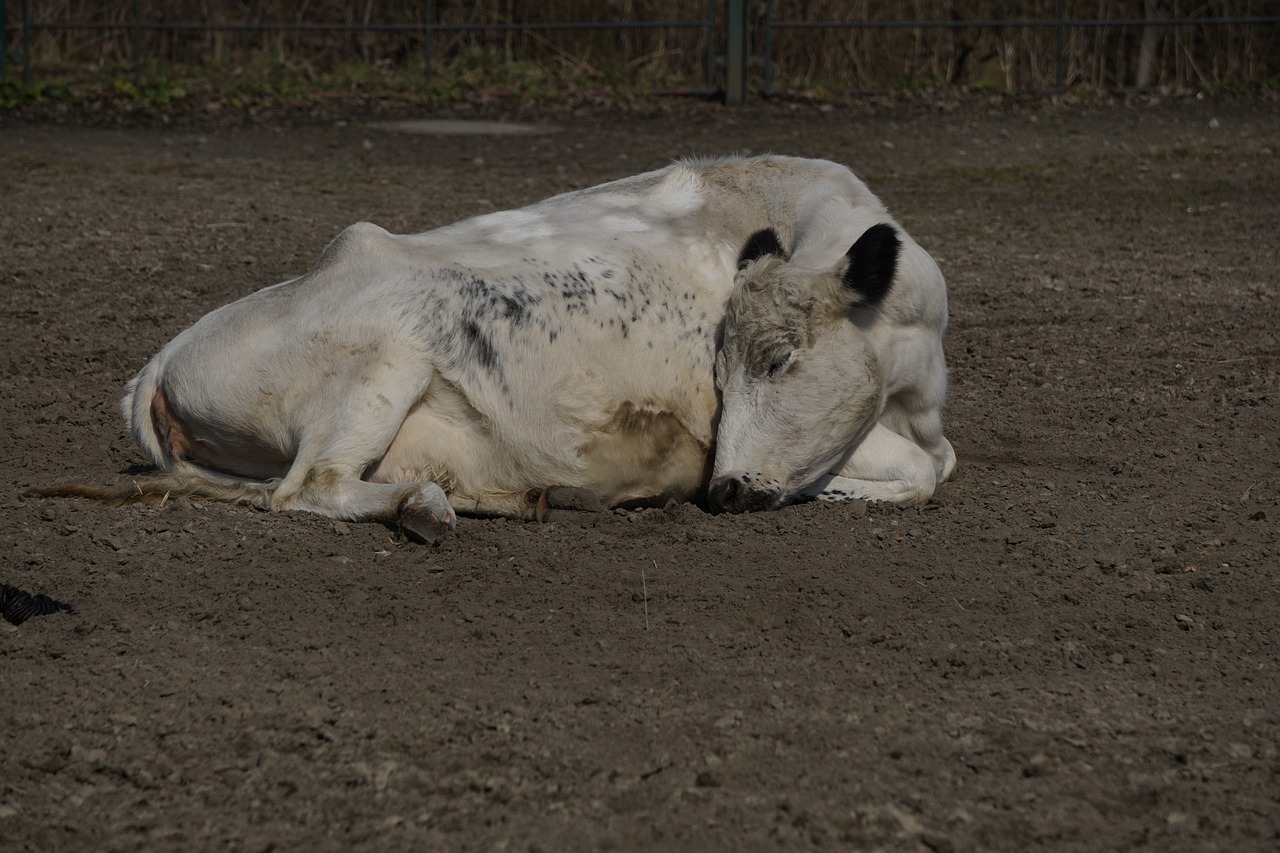 cow mammal animal free photo