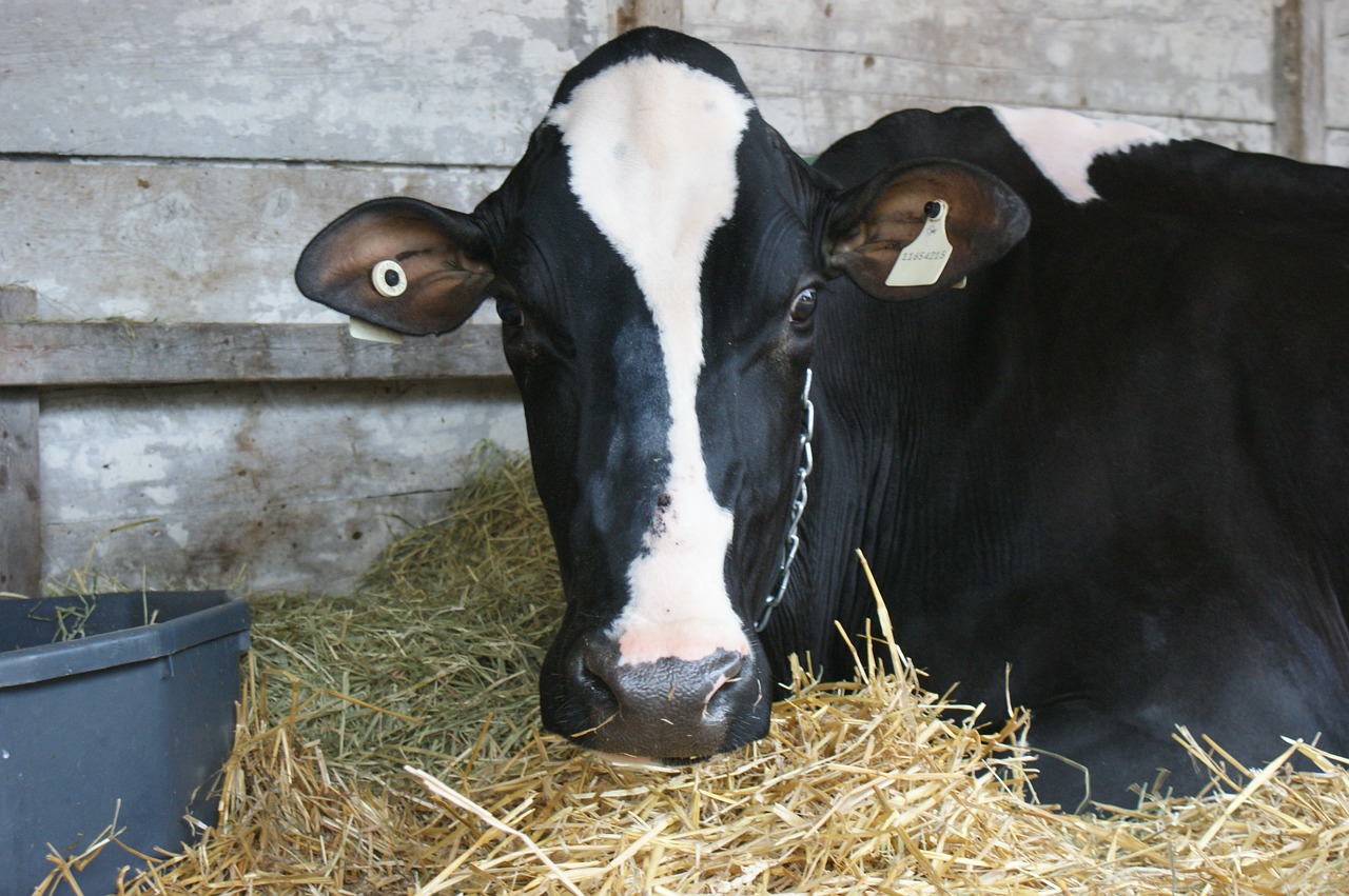 cow  livestock  milk free photo