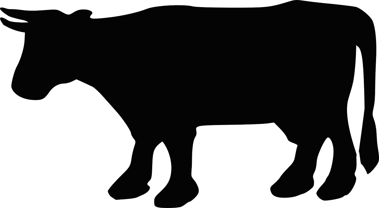 cow cattle silhouette free photo