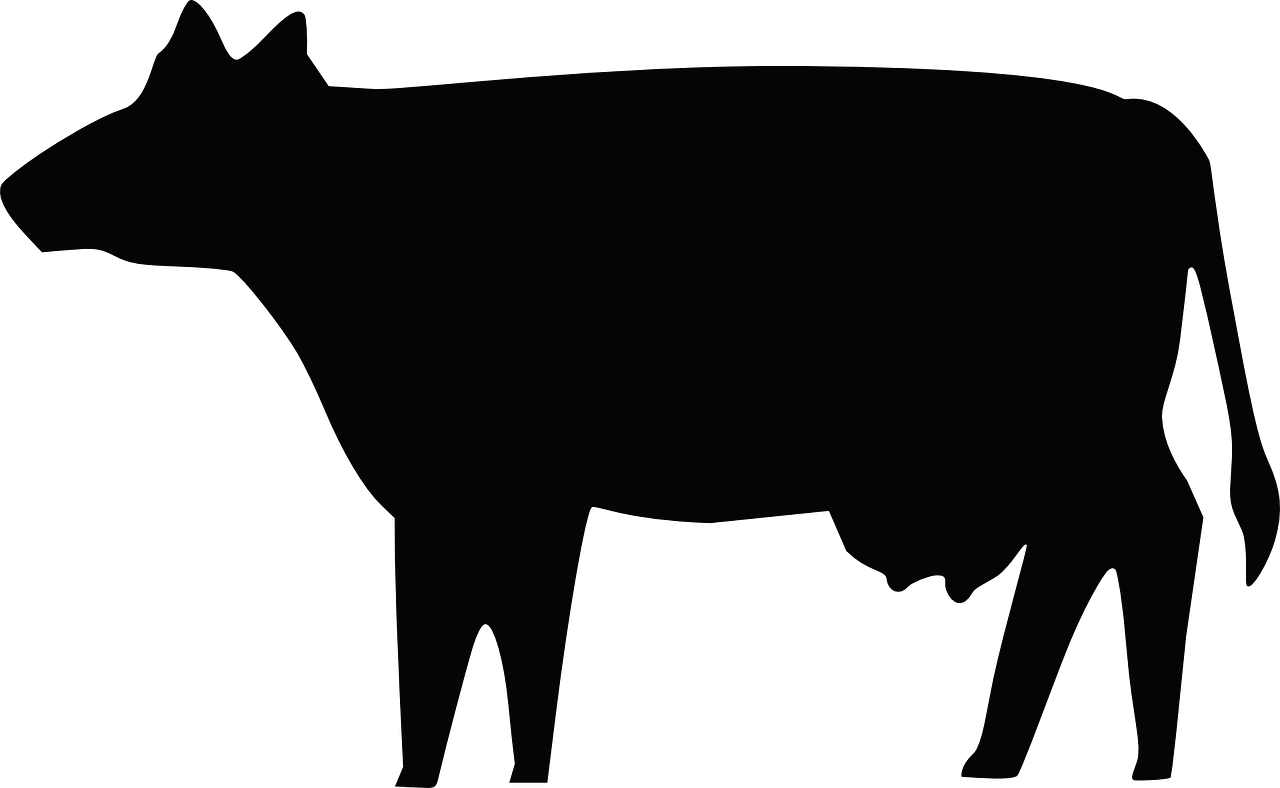 cow silhouette animal free photo