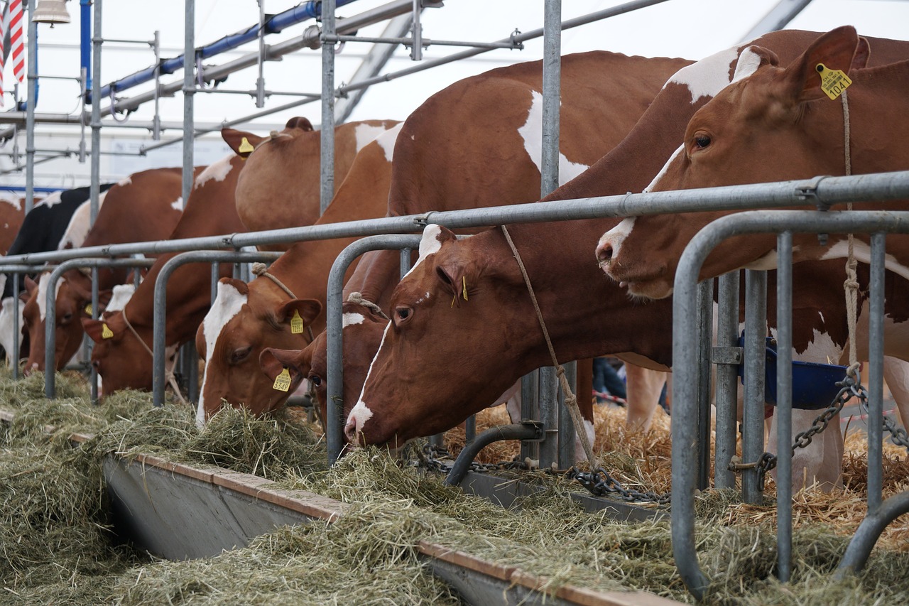 cow  eat  stall free photo