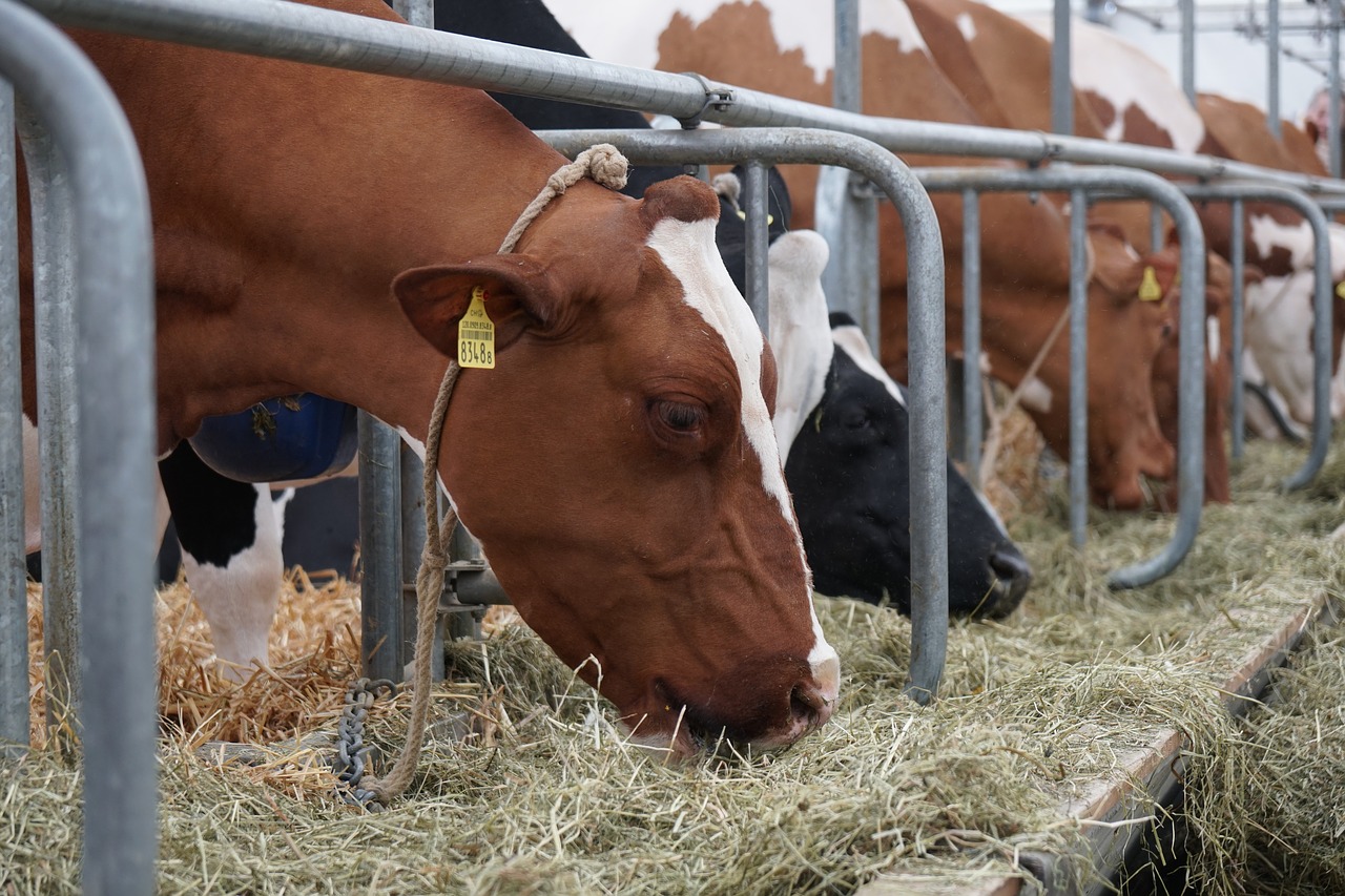 cow  eat  stall free photo