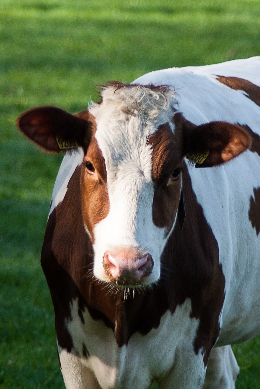 cow  mammals  farm free photo