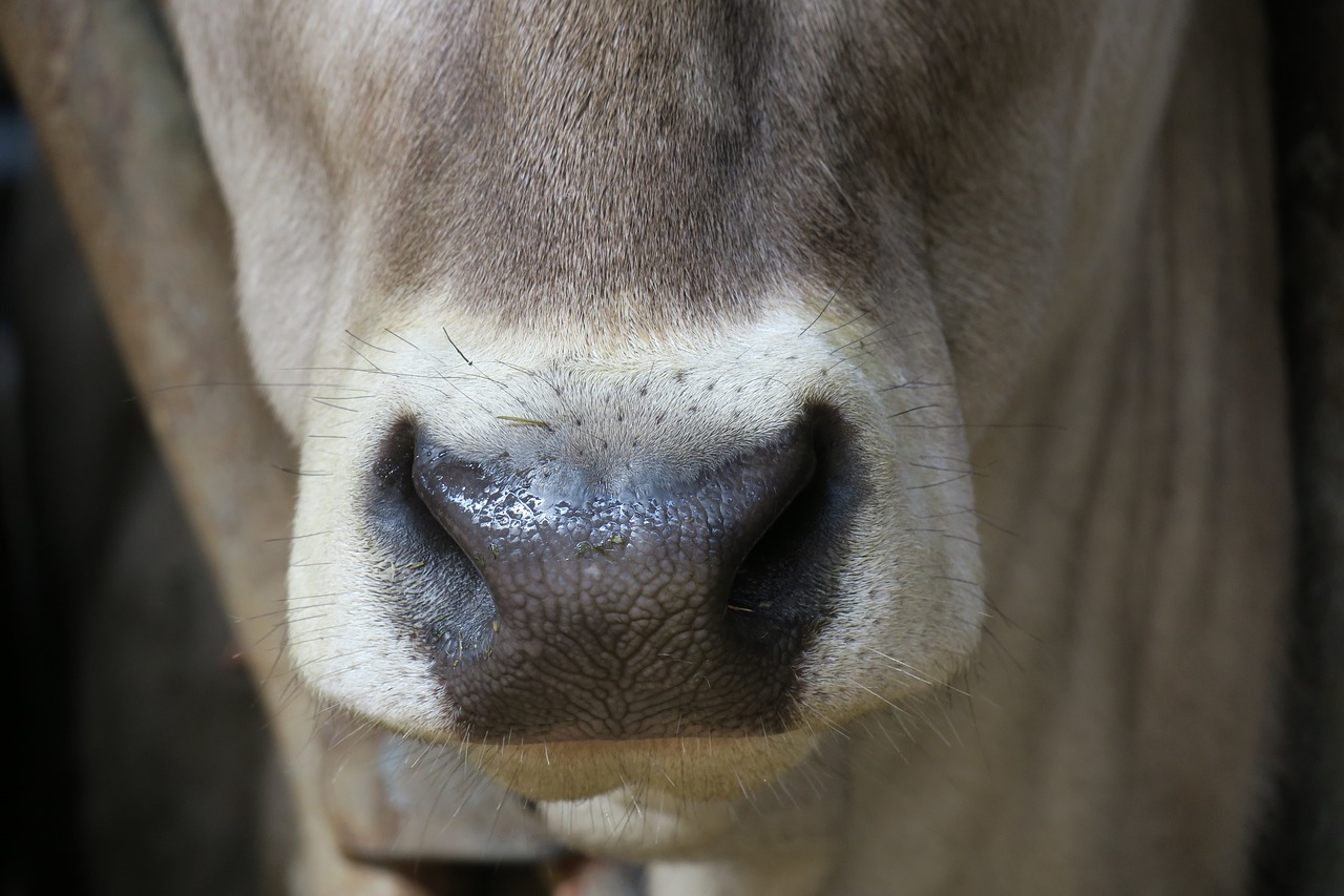 cow  nose  mammal free photo