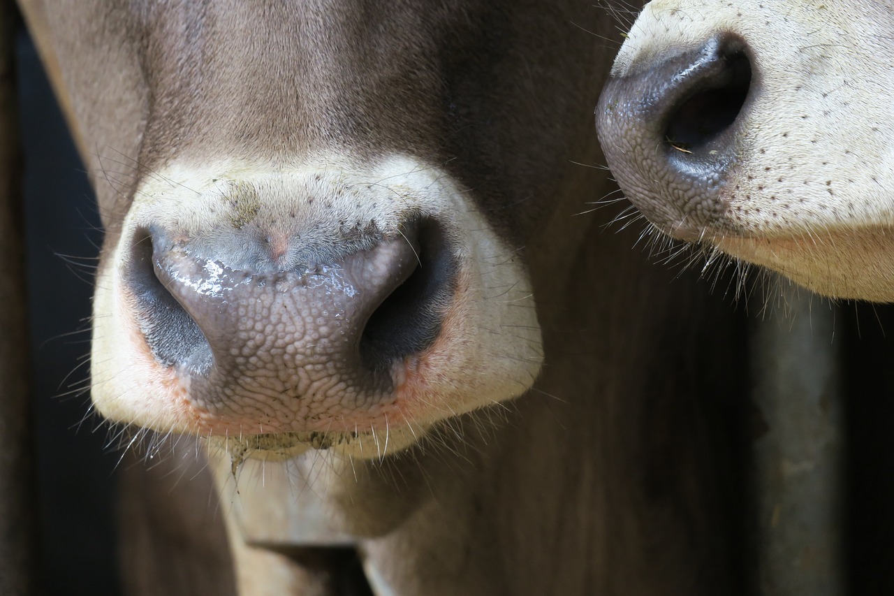 cow  nose  portrait free photo
