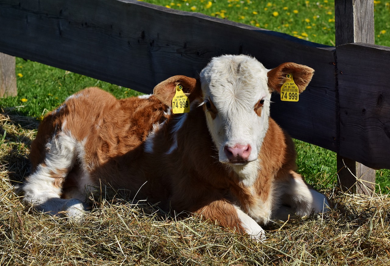 cow  calf  kuhschnauze free photo