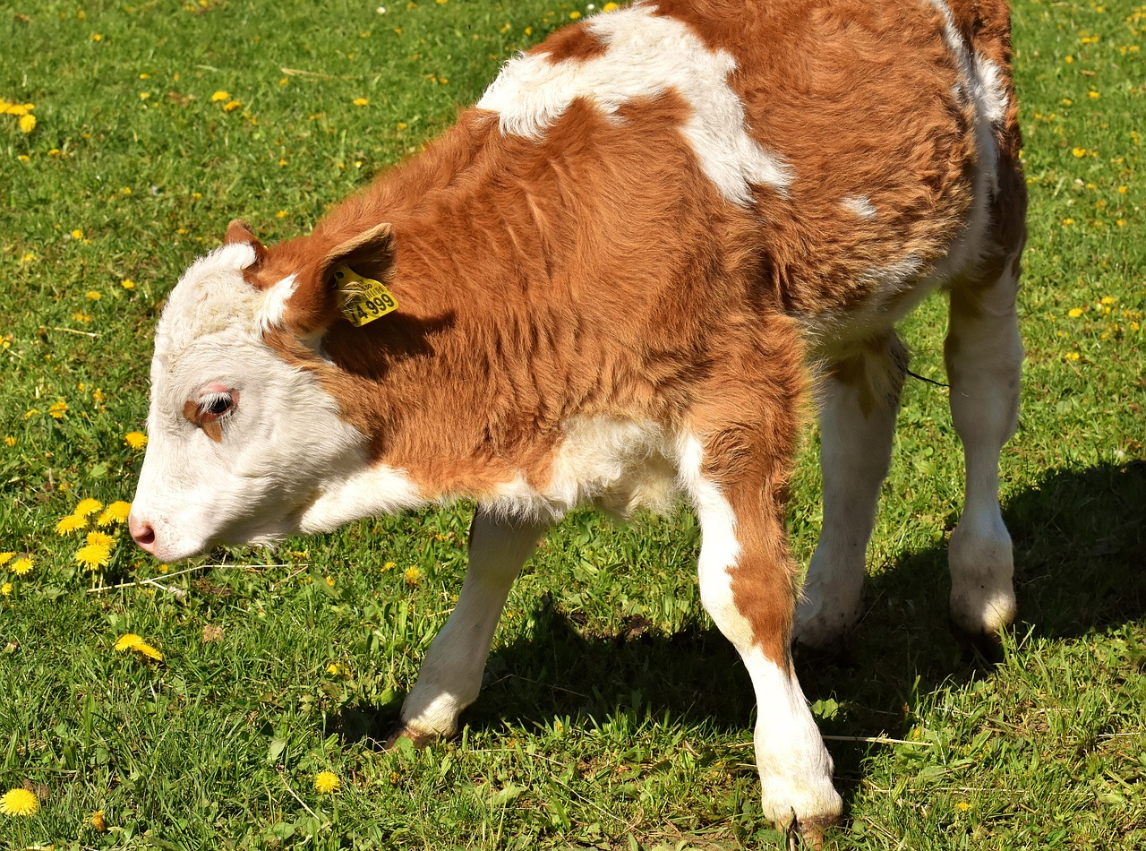 cow  calf  cute free photo