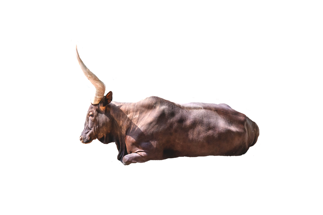 cow  aurochs  bull free photo