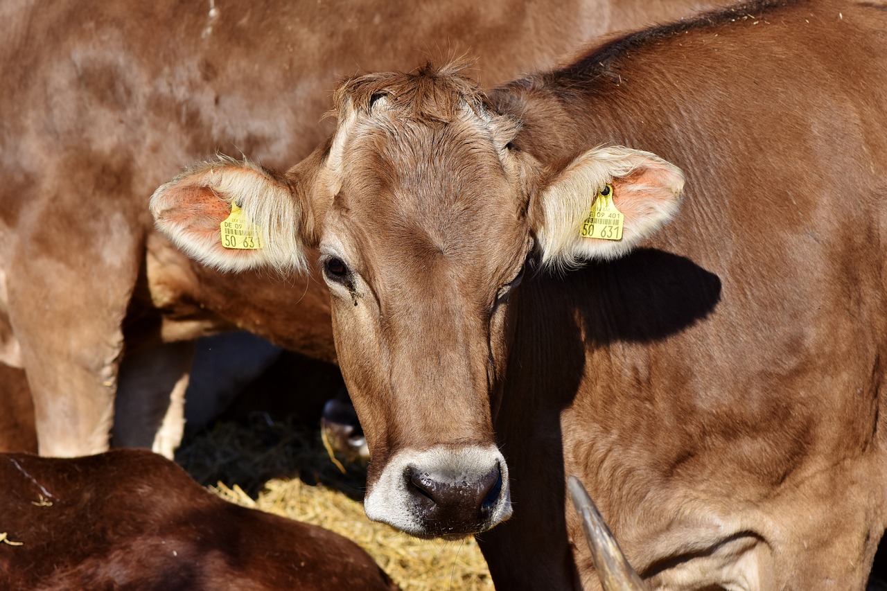 cow  bull  beef free photo