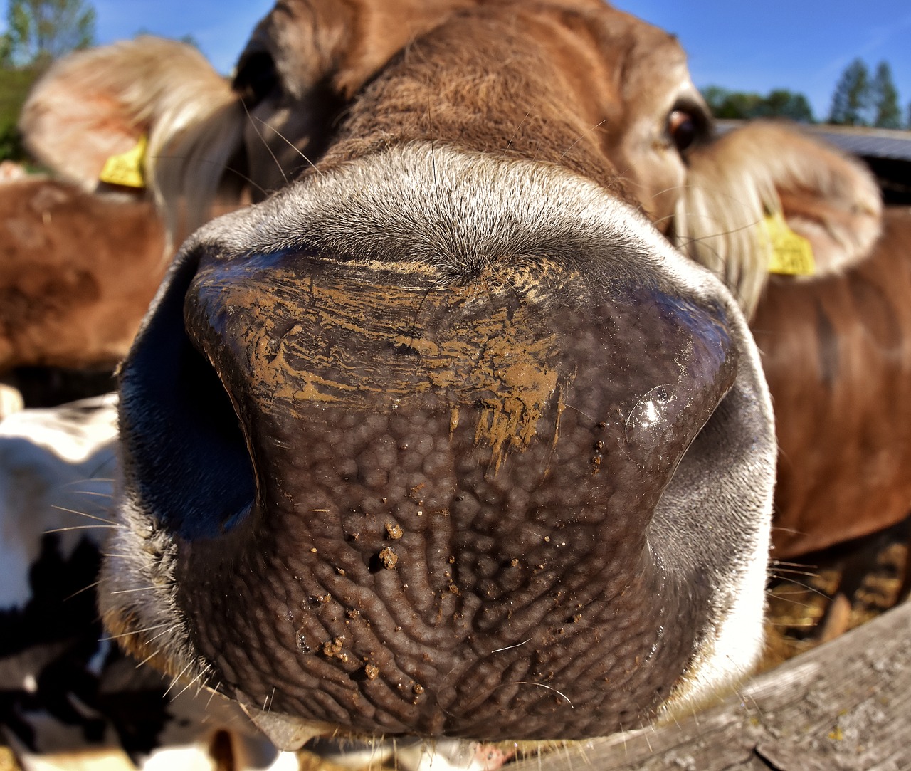 cow  beef  snout free photo