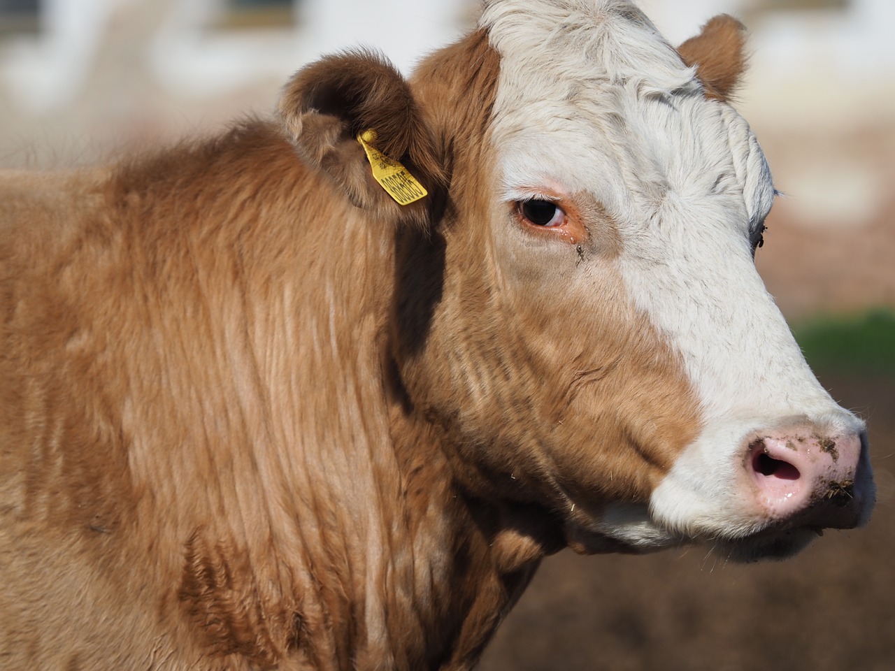 cow  portrait  brown free photo