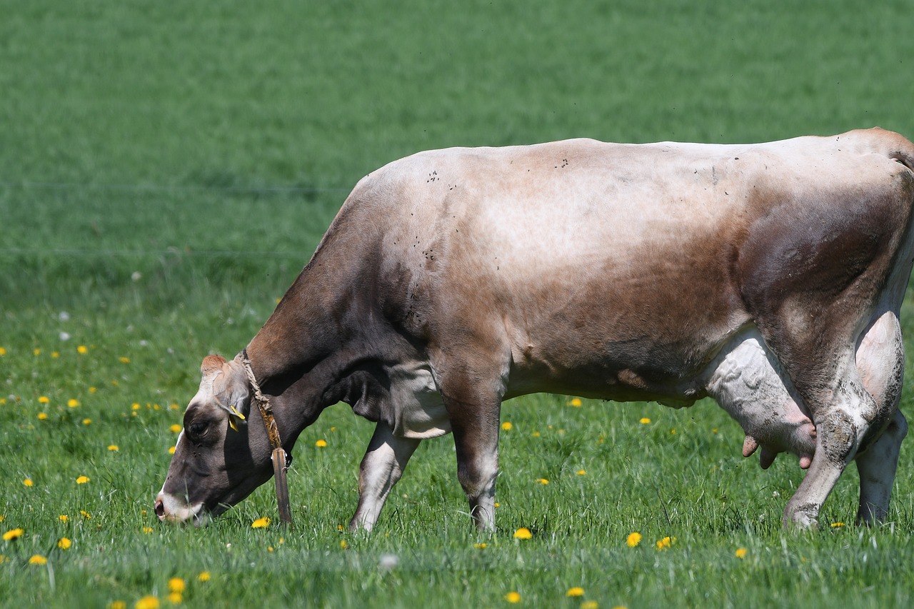 cow  beef  pasture free photo