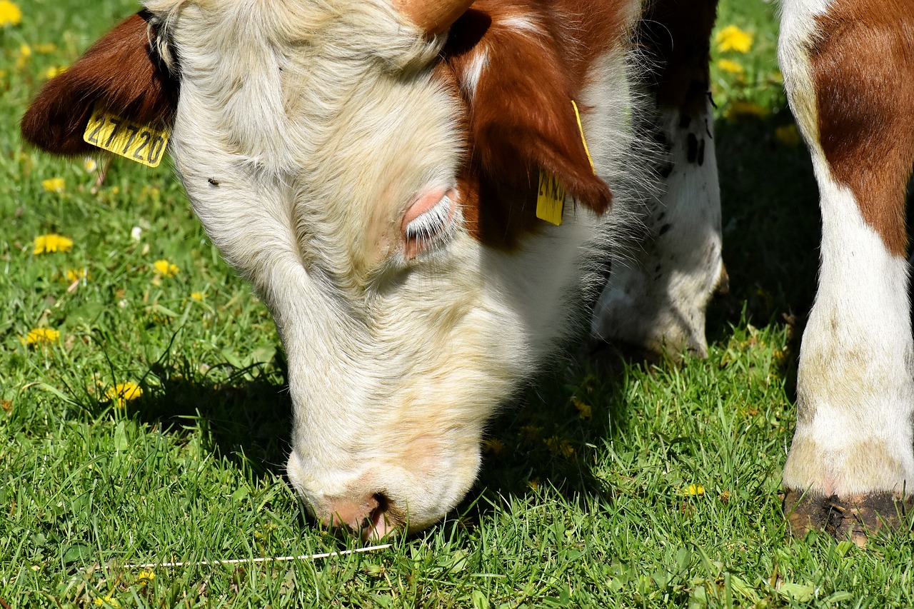 cow  meadow  barn animals free photo