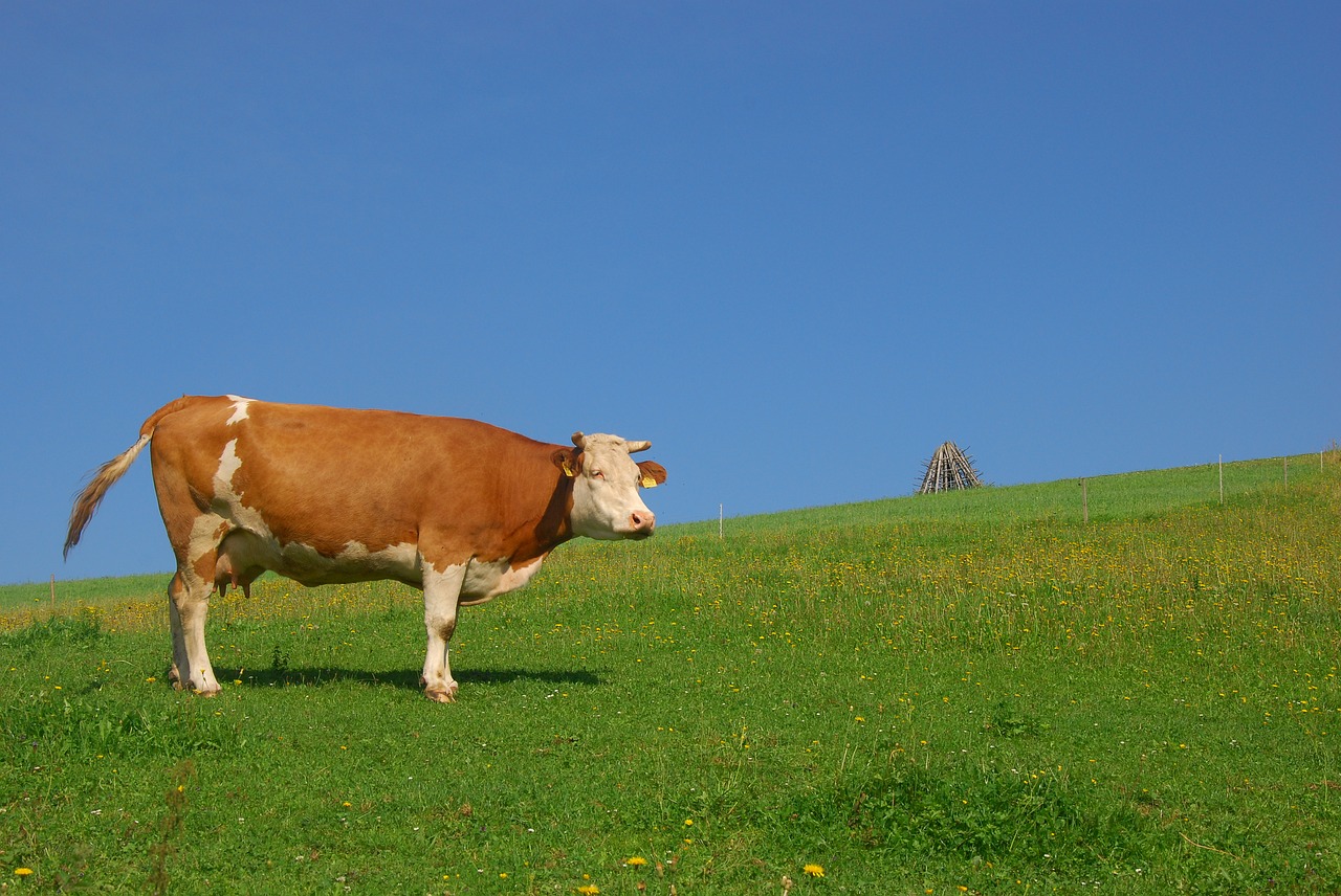 cow  animal  pasture land free photo