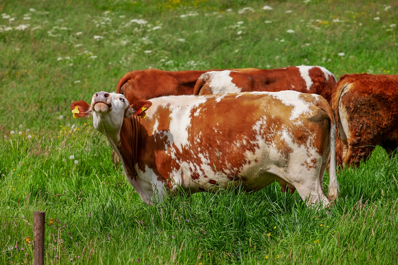 cow  animal  brown white free photo