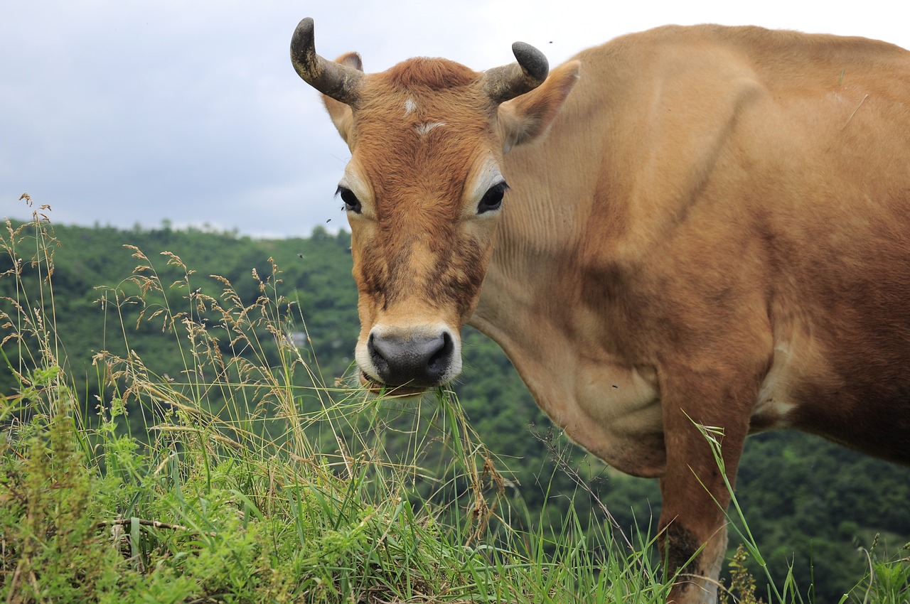 cow  cow pictures  yellow cow free photo