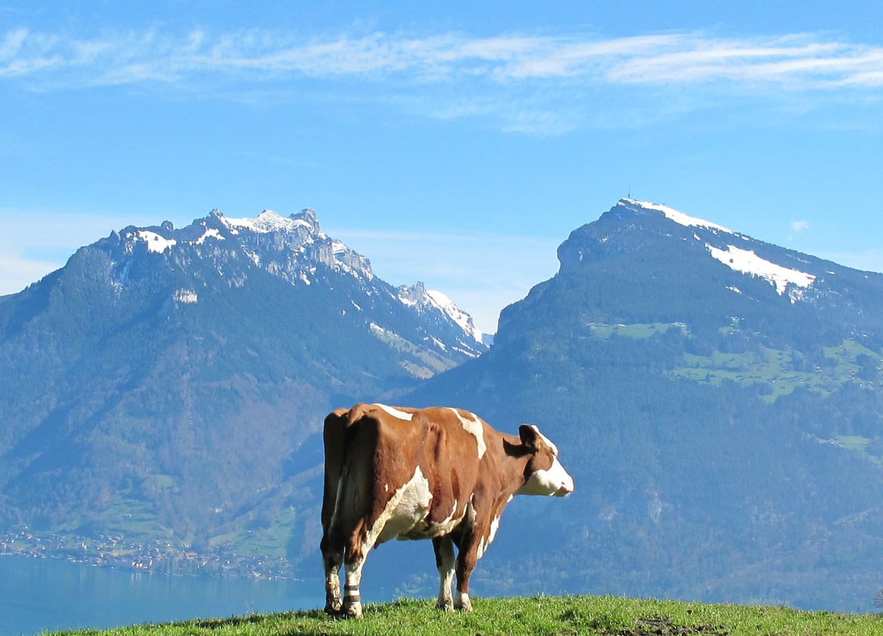 cow mountain cow mountains free photo