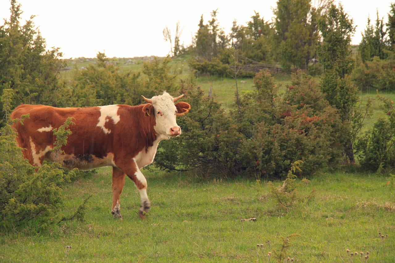 cow  animal  closeup free photo