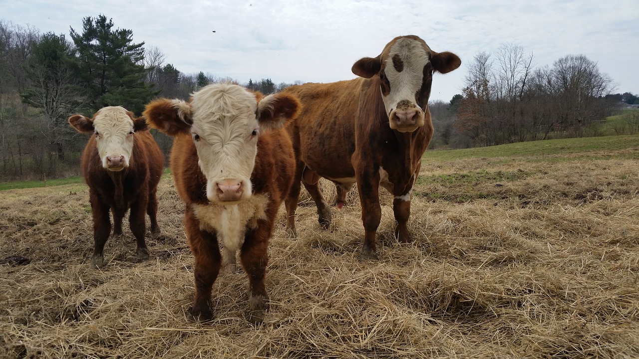 cow  cows  farm free photo