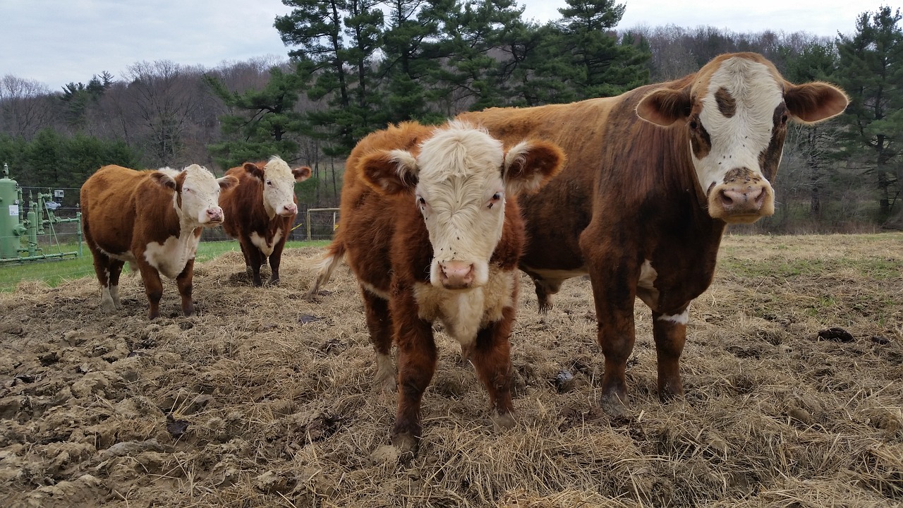 cow  cows  farm free photo