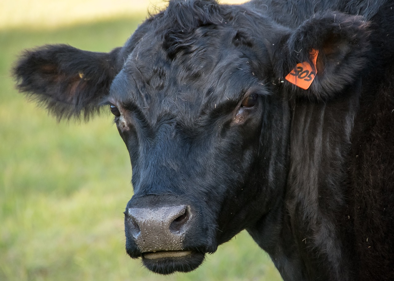 cow  cattle  stock free photo