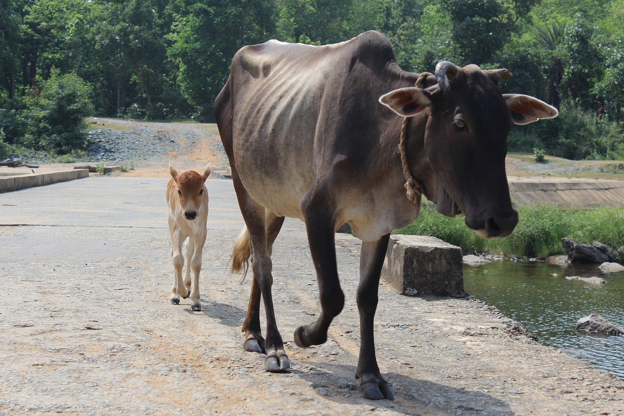 cow  calf  india free photo