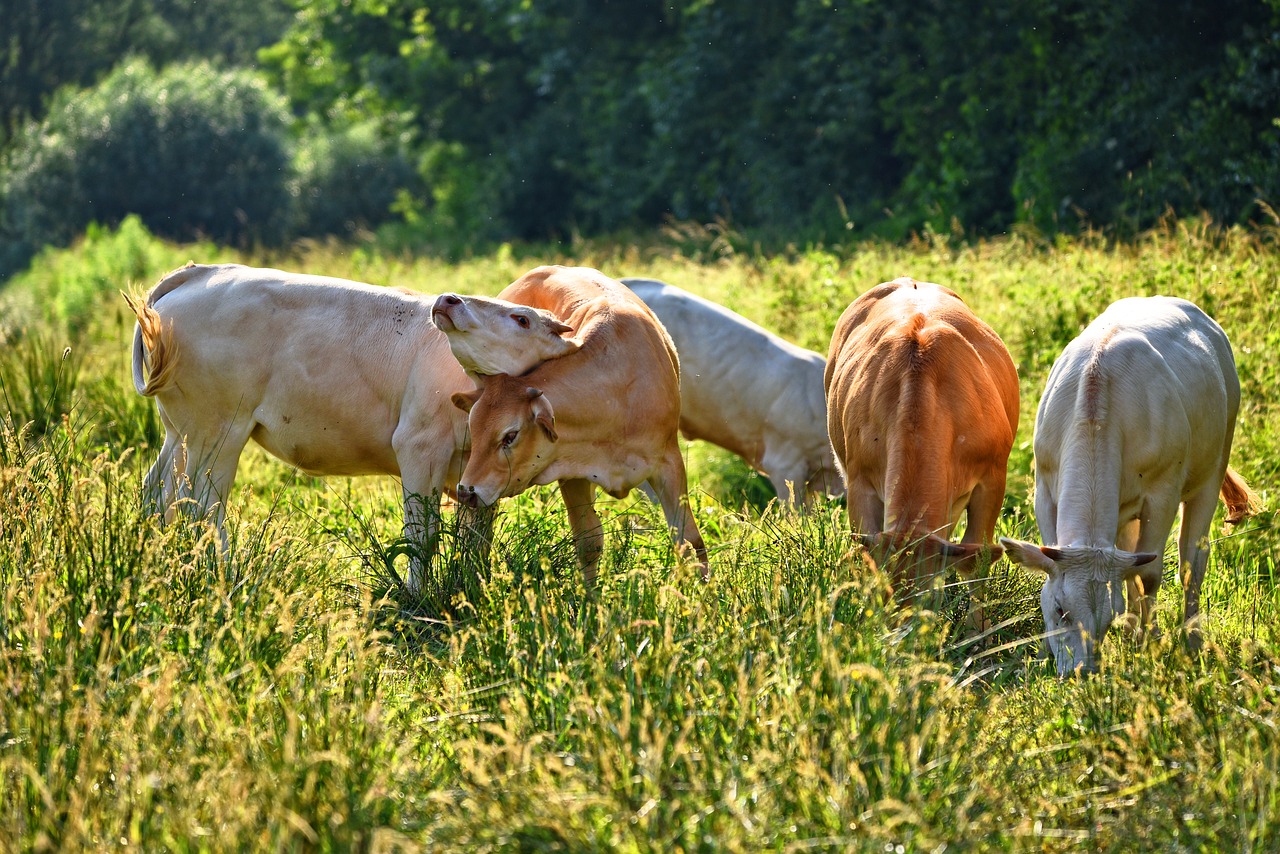 cow  animal  mammal free photo