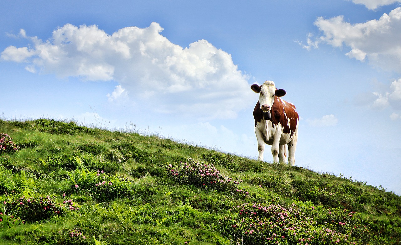 cow  pasture  alm free photo