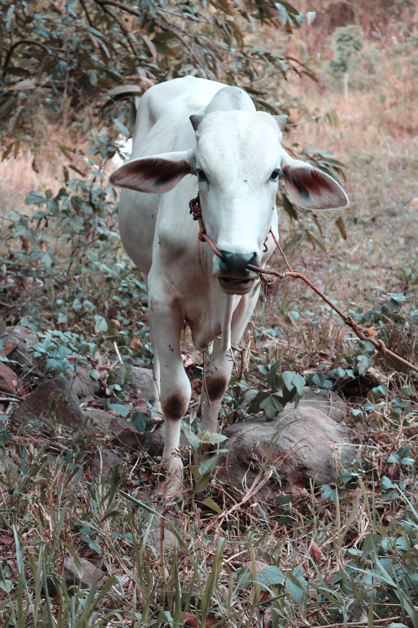 cow  animals  white free photo